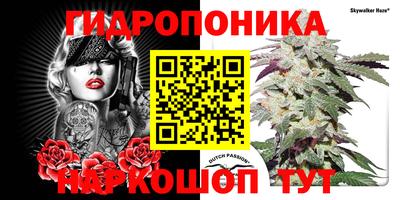 шишки Кингисепп